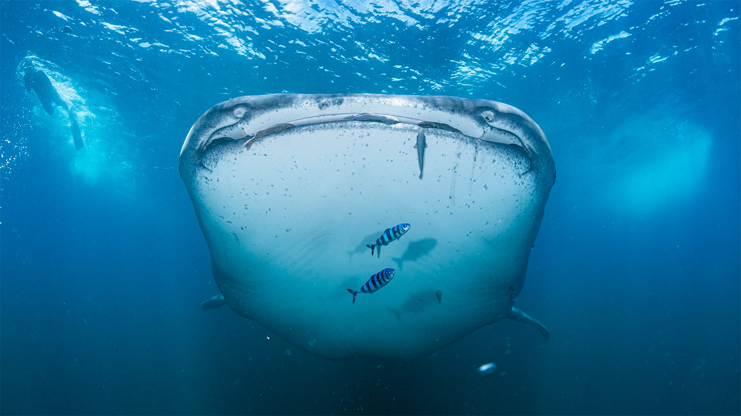 A whale shark looks toward the camera in an underwater photograph. Black-and-white striped fish swim in front of the shark and a scuba diver is in the distance.