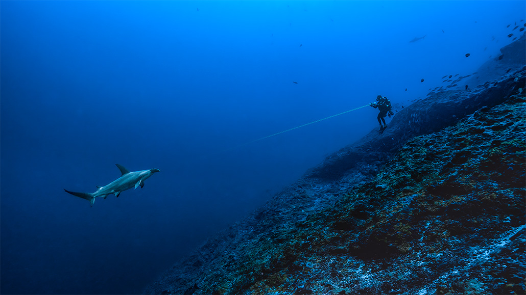 A photograph shows a scuba diver near a coral reef pointing a laser at a distant hammerhead shark to measure the animal