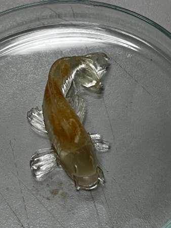 a photo of a clear brown baby catfish molded out of gelatin and fish by-products, in a petri dish