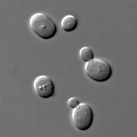 black and white microscope image of yeasts, which look like ovals, some with smaller round buds on one side