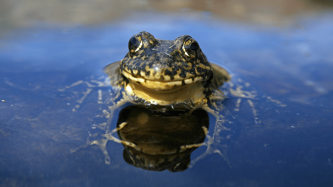 a mountain yellow-legged frog sitting in water with it's head visible