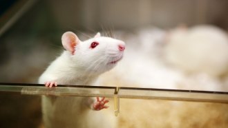 a white lab rat stands and peers out of a plastic enclosure