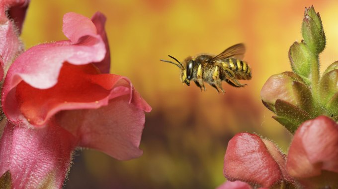 a photo of a cute fluffy bee hovering in midair next to a pink snapdragon blossom