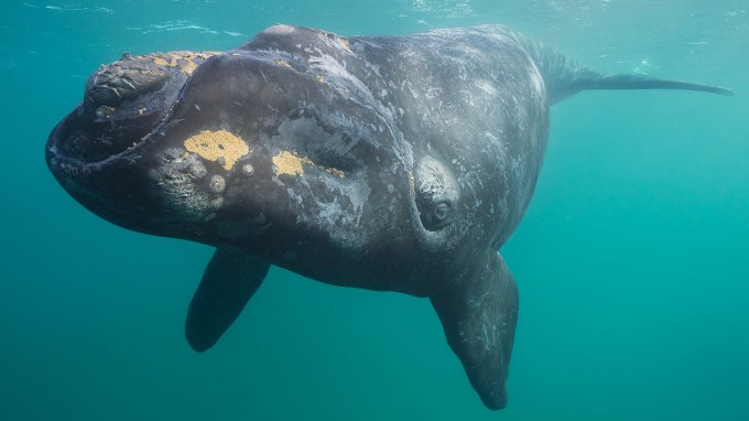 a photo of a right whale underwater