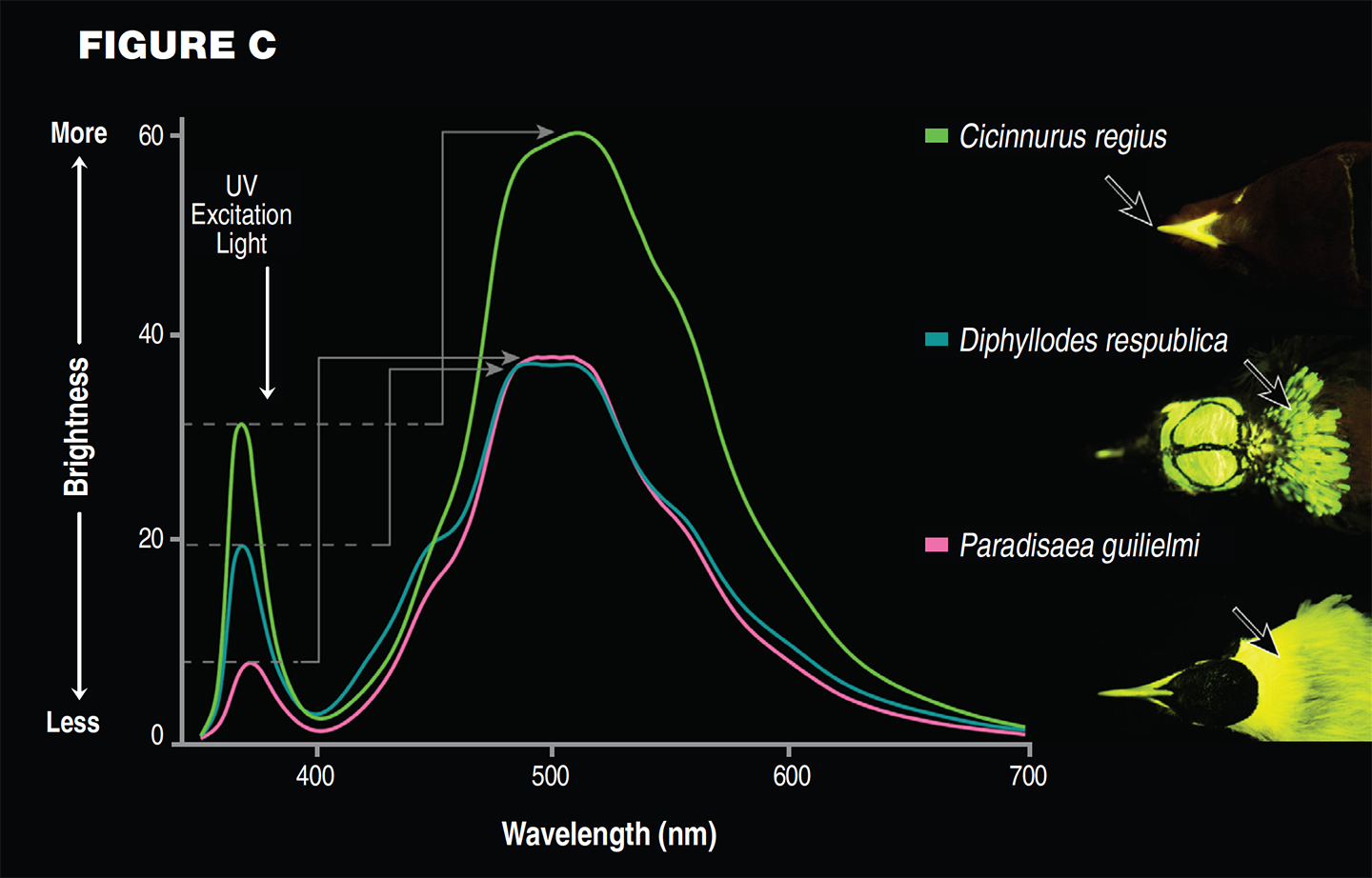 a graph showing shows how much parts of different species glow under a UV light