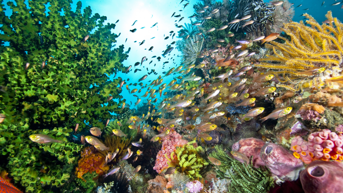 a vibrantly colored coral reef full of fish, corals, algae and more