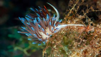 a colorful sea slug that engages in kleptopredation