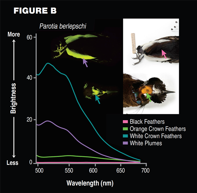 a graph showing how much different parts of a bronze parotia glow