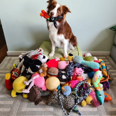 A brown and white dog sits behind a pile of dog toys, including many colorful plushies. In the dogs mouth is a rabbit-shaped toy with a black head and an orange body.