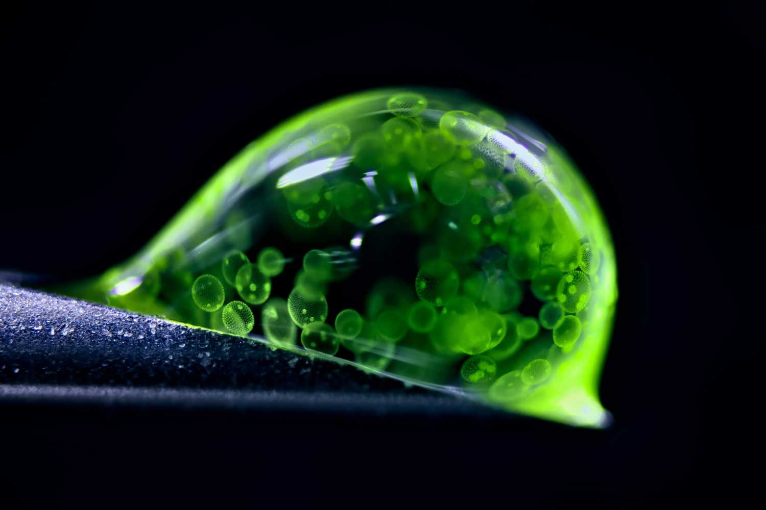A photo of a drop of water filled with green algae cells rests on top of a syringe tip.