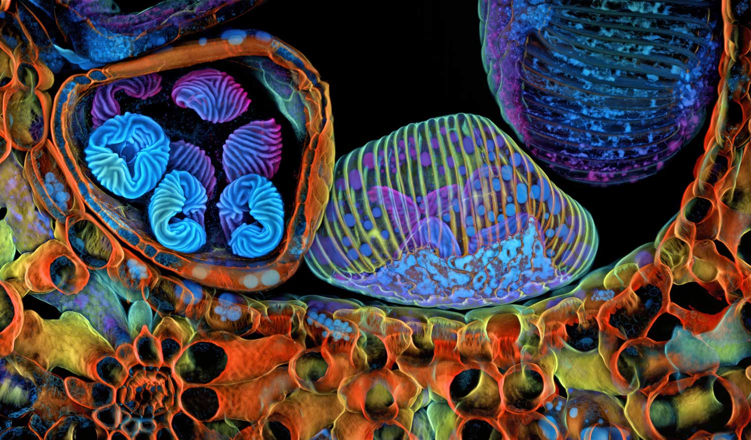 A cross section of three fluorescent oval shaped sporangia hold fern spores and are surrounded by frond tissue. The spores are shaped like small brains (left) and polka dots (middle). The third (right) is empty and has blue rivets.