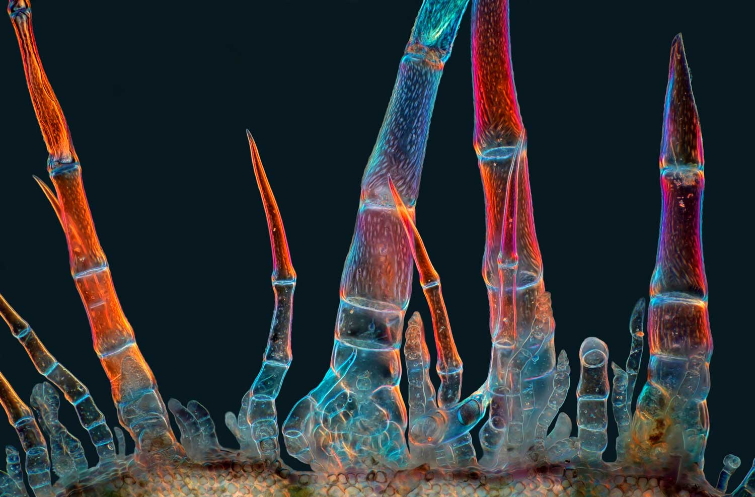 Fluorescent trichomes that look like human finger bone x-rays stretch upward in various heights and widths.
