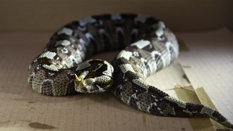 A brown and gray rhino viper snake sitting on cardboard in a curled position.