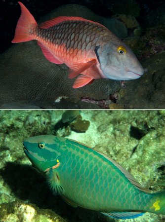 a composite image with two photos, on top is a parrotfish with red scales outlining the outside of the fish and darker greyish scales in the middle of the fish. On the bottom is a mostly green-blue parrotfish.