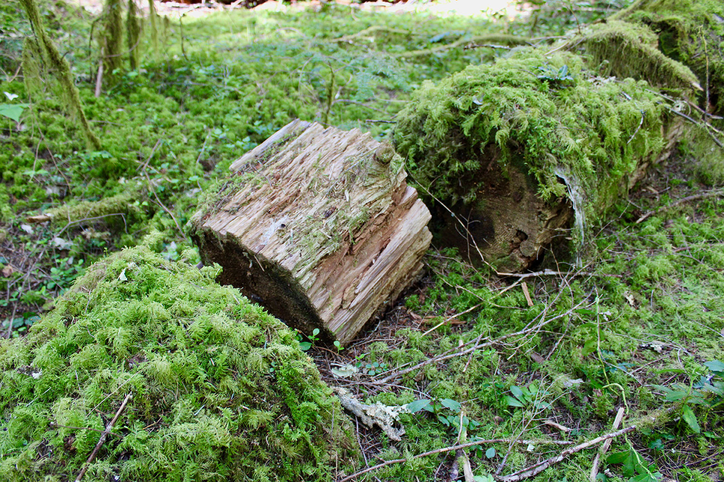 a photo of a dead log cut in peices decaying on a mountain forest floor