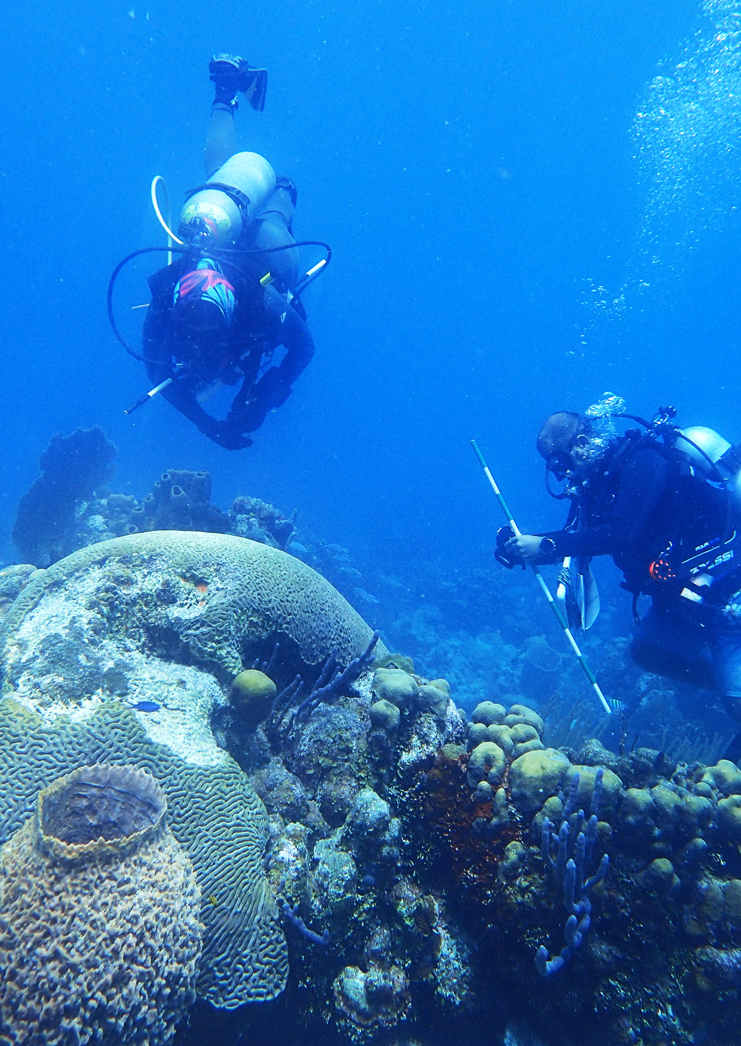 two scuba divers float above a coral reef during a coral reef survey, one is holdinga meter stick to take measurments