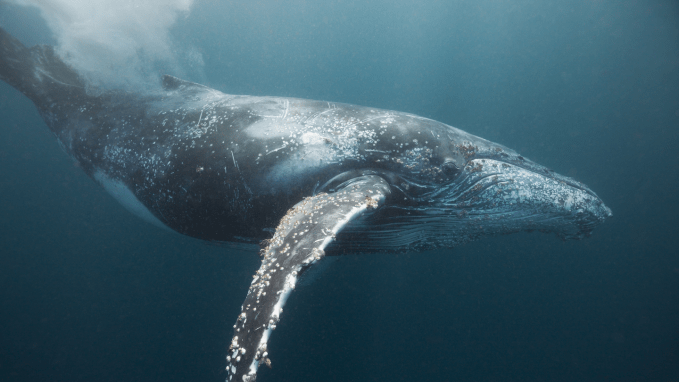 a humpback whale swims underwater