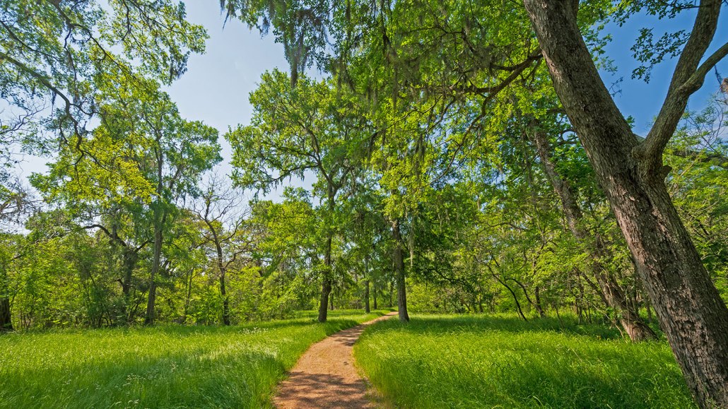 a wooded trail on a sunny day