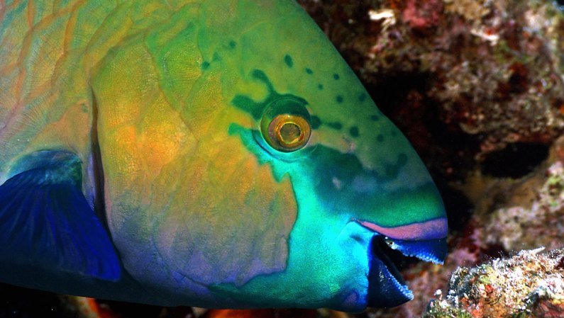 a closeup of the mouth of a parrotfish, showing some of the teeny tiny teeth it uses to eat coral