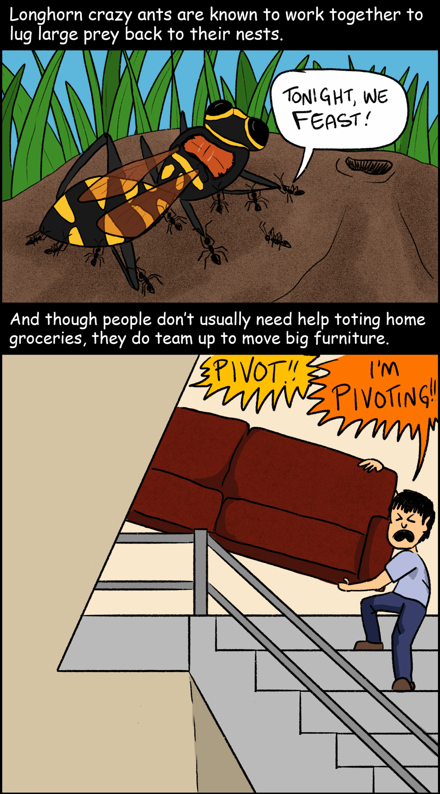 Panel 4: Text (above first image): Longhorn crazy ants are known to work together to lug large prey back to their nests. First image: A group of ants works together to carry a wasp much bigger than themselves back to the mouth of their nest in the grass. One of the ants is yelling, “Tonight, we feast!” Text (below first image, above second image): And though people don’t usually need help toting home groceries, they do team up to move big furniture. Second image: Two people carry a couch up a winding staircase. From out of sight, one person is yelling, “Pivot!” The other person yells back, “I’m pivoting!”  