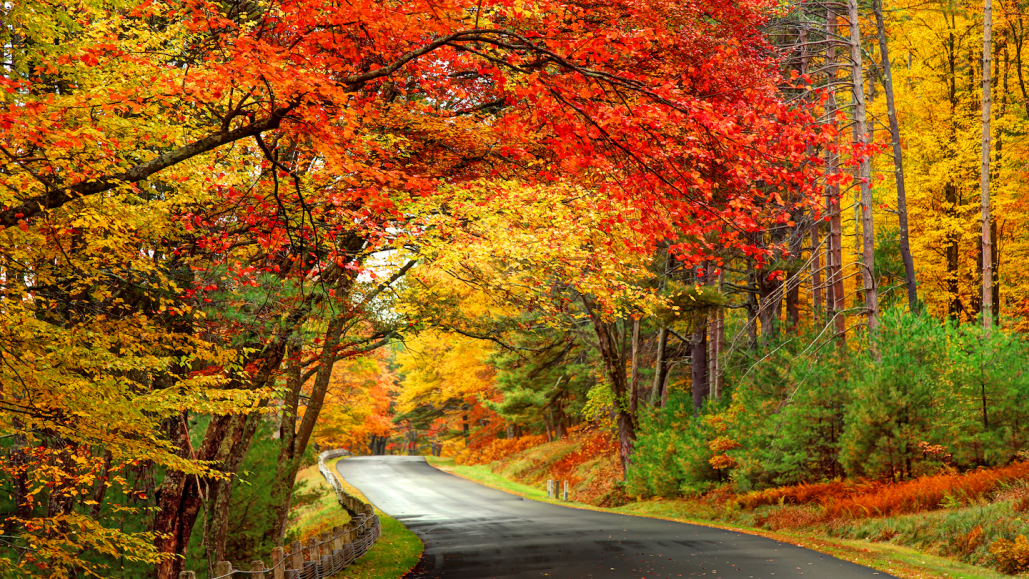 colorful autumn leaves in red, orange, yellow and green arch over a curving road