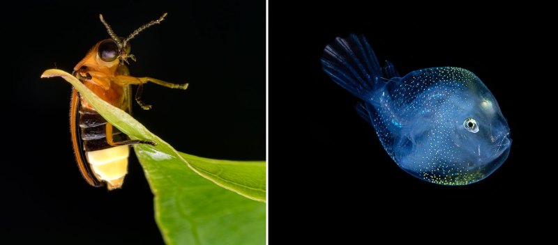 Two photos depict a firefly and a anglerfish. On the left, a firefly climbs on to a leaf stem. On the right, a blue anglerfish appears against a black backdrop. The faint light of its lure gleams from its head
