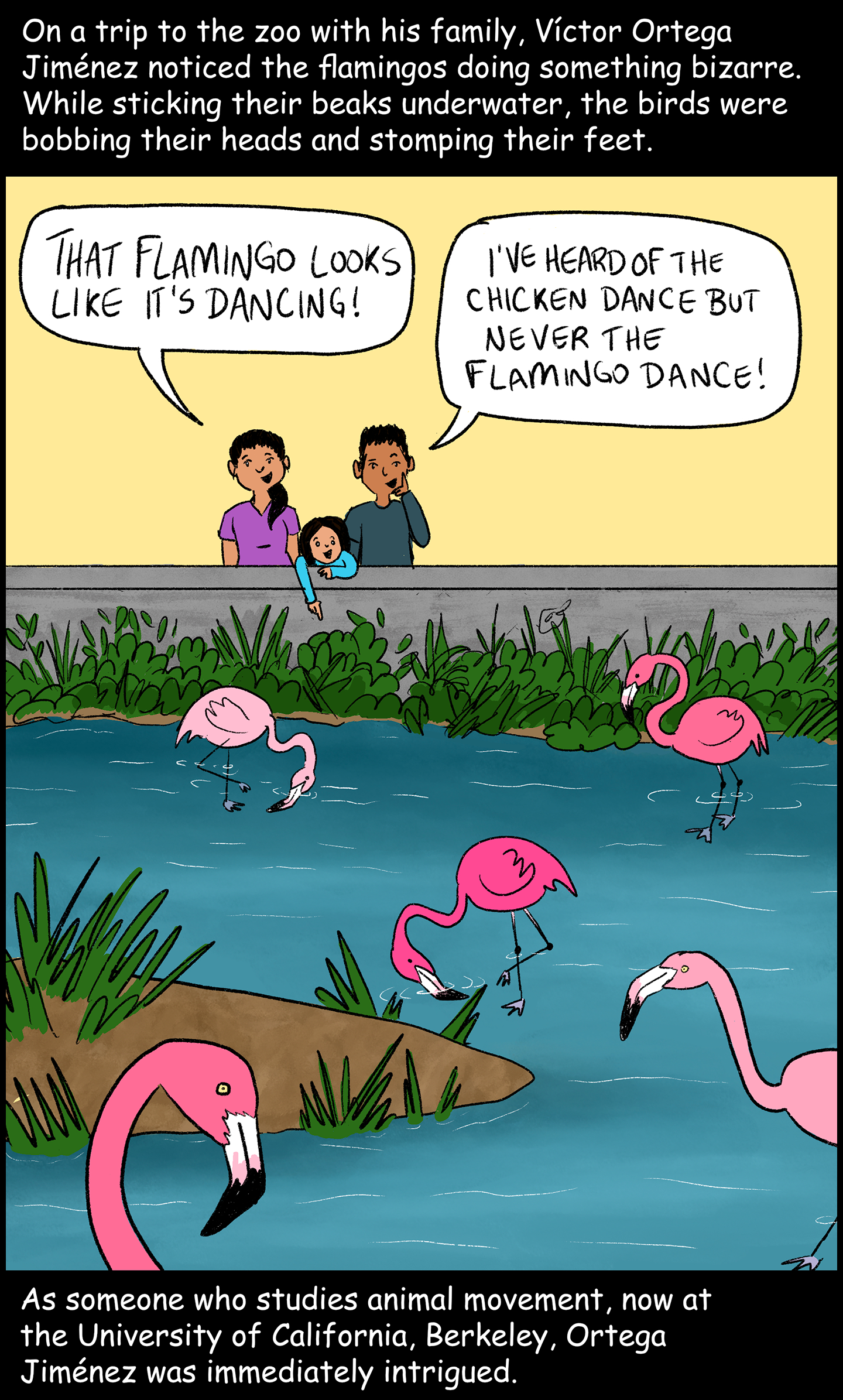 Panel 1: Text (above image): On a trip to the zoo with his family, Victor Ortega Jimenez noticed the flamingos doing something bizarre. While sticking their beaks underwater, the birds were bobbing their heads and stomping their feet. Image: A mom, dad and little kid stand at the edge of a flamingo enclosure. Inside the enclosure, four pink flamingos walk around a pond, some with their beaks dipped into the water. The little kid is pointing and smiling at one of the flamingos doing this. The mom says, “That flamingo looks like it’s dancing!” The dad says, “I’ve heard of the chicken dance but never the flamingo dance!” Text (below image): As someone who studies animal movement, now at the University of California, Berkeley, Ortega Jimenez was immediately intrigued. 