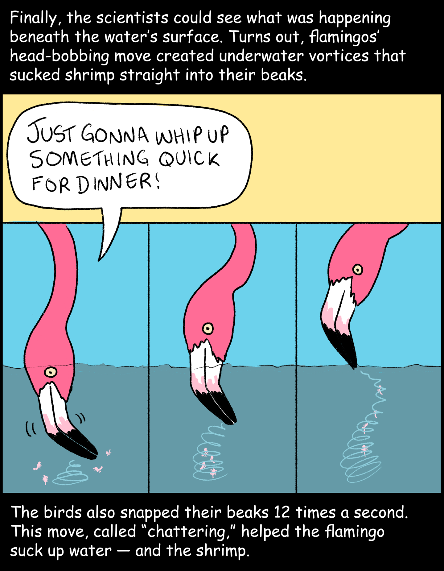 Panel 4: Text (above image): Finally, the scientists could see what was happening beneath the water’s surface. Turns out, flamingos’ head-bobbing move created underwater vortices that sucked shrimp straight into their beaks. Image: Three panels show a flamingo in different parts of the vortex making process. The left panel shows a flamingo starting to swirl its beak around. The flamingo is saying, “Just gonna whip up something quick for dinner!” The middle panel shows the flamingo’s motion starting to whip up a small vortex of shrimp. The right panel shows the vortex pulling the shrimp up toward the flamingo’s mouth. Text (below image): The birds also snapped their beaks 12 times a second. This move, called “chattering,” helped the flamingo suck up water — and the shrimp. 